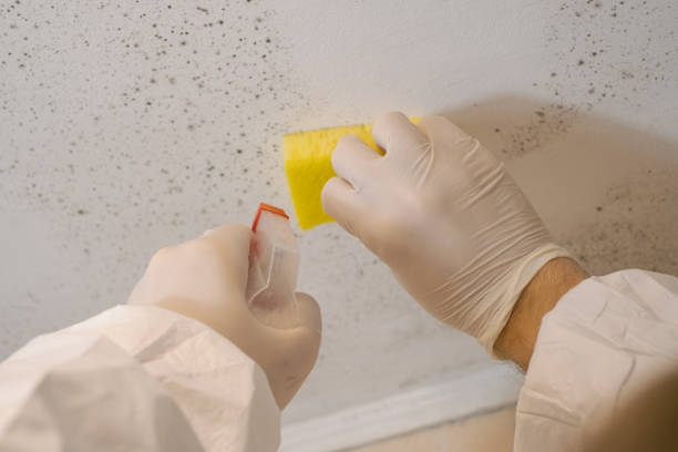 Best Attic Mold Removal  in Hastings, NE