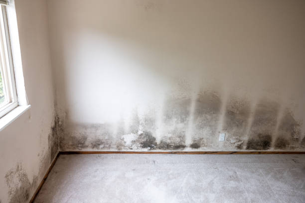 Best Dehumidification Services  in Hastings, NE