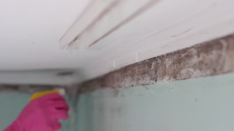 Best Black Mold Removal  in Hastings, NE